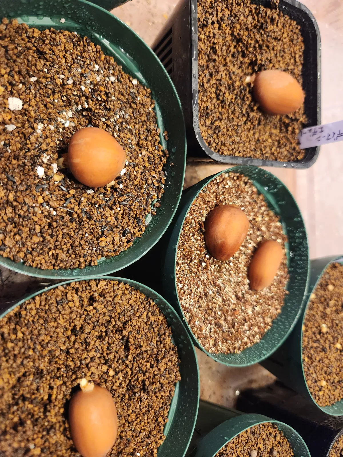 Dioon edule (ディオーン エデューレ)