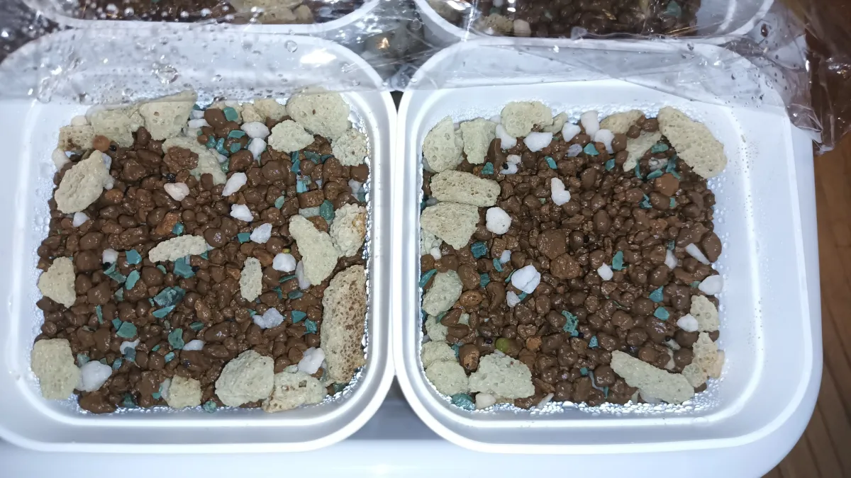 Ariocarpus fissuratus var. hintonii (アリオカルプス ヒントニー 亀甲牡丹)