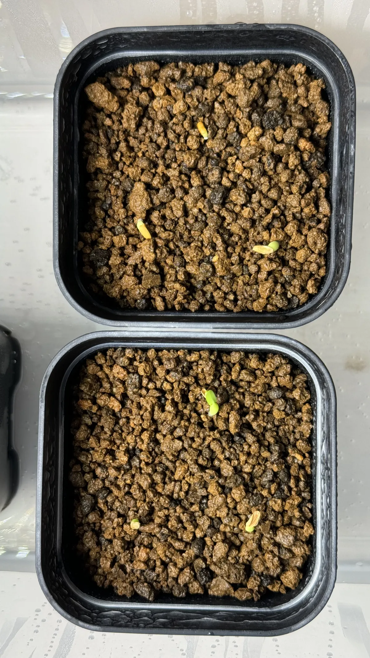 Pachypodium enigmaticum (パキポディウム エニグマチカム)