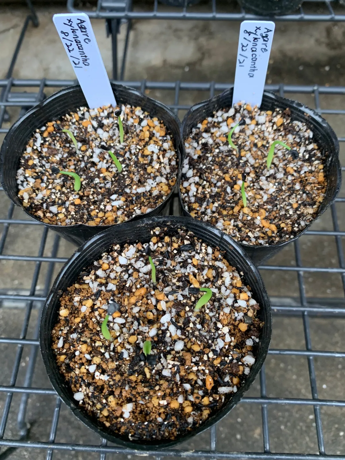 Agave xylonacantha (アガベ キシロナカンサ)