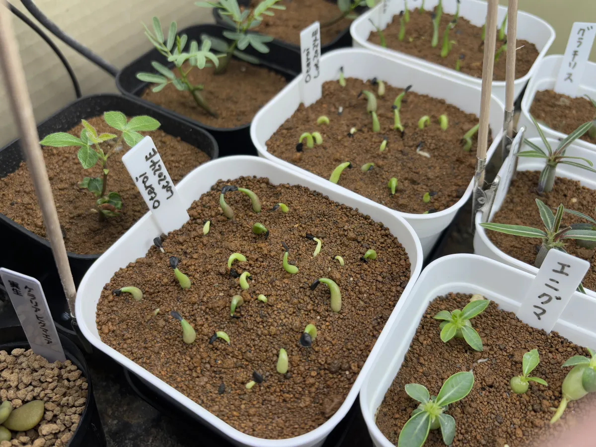 種子] アガベ オテロイ Lot.2023E（2023年ロット）｜多肉植物 メキシコ