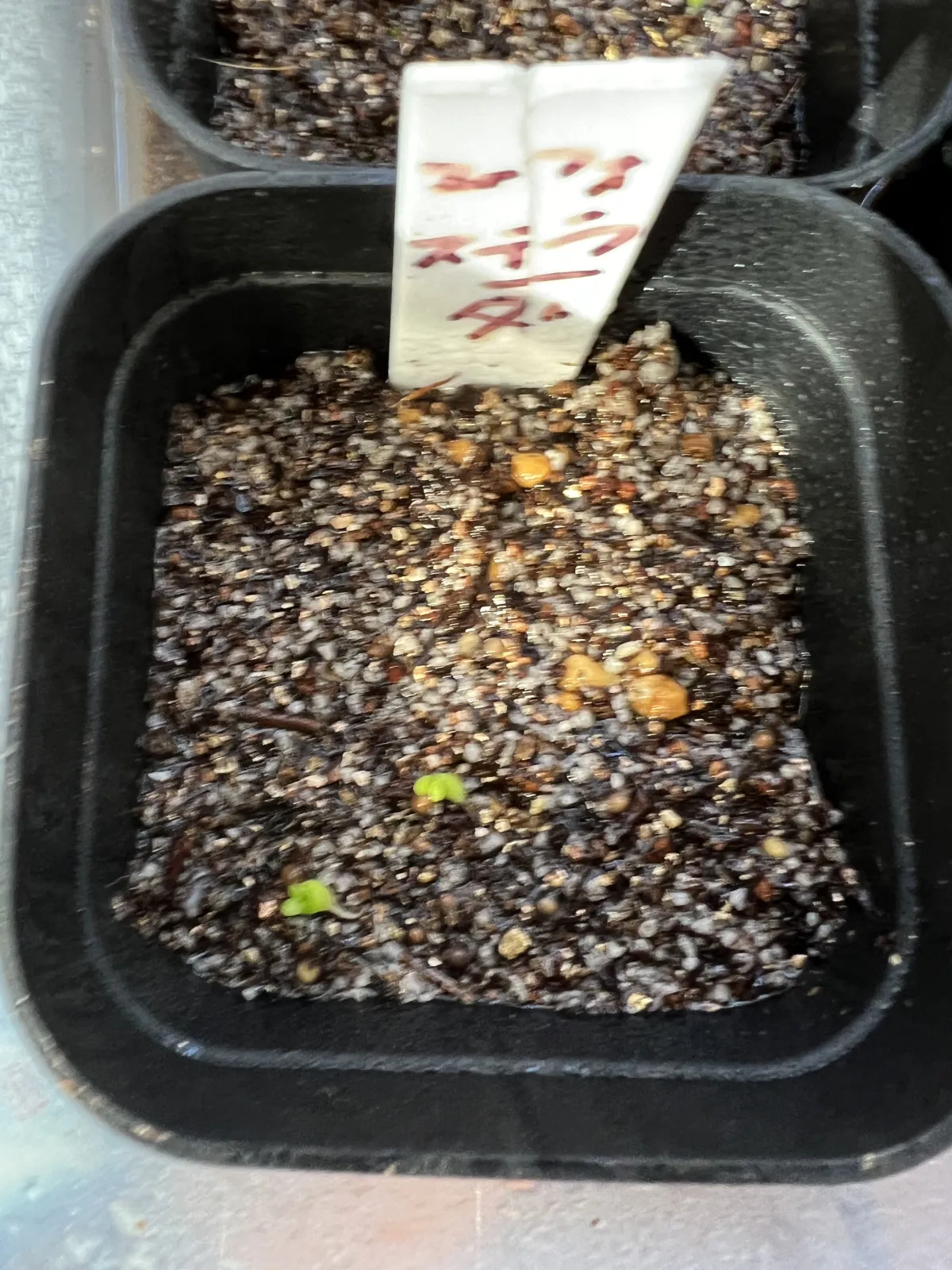 Euphorbia stellata (ユーフォルビア ステラータ 飛竜)