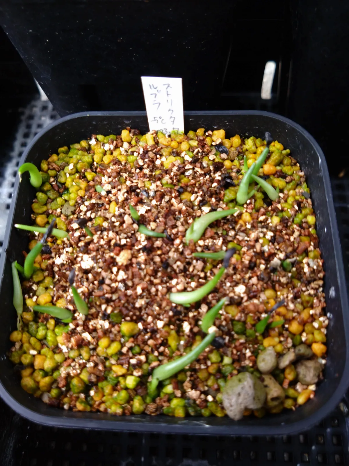 Agave stricta rubra (アガベ ストリクタ ルブラ)