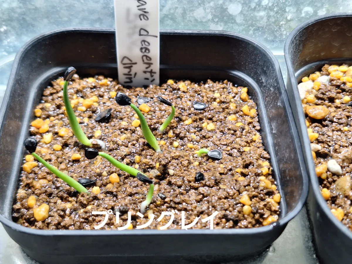 Agave deserti var. pringlei (アガベ プリングレイ)