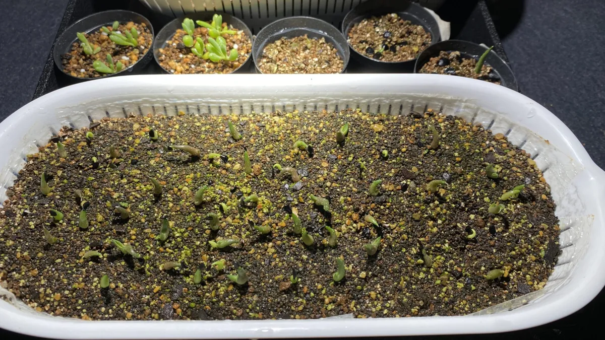 Agave titanota 'Blue' (アガベ チタノタブルー)