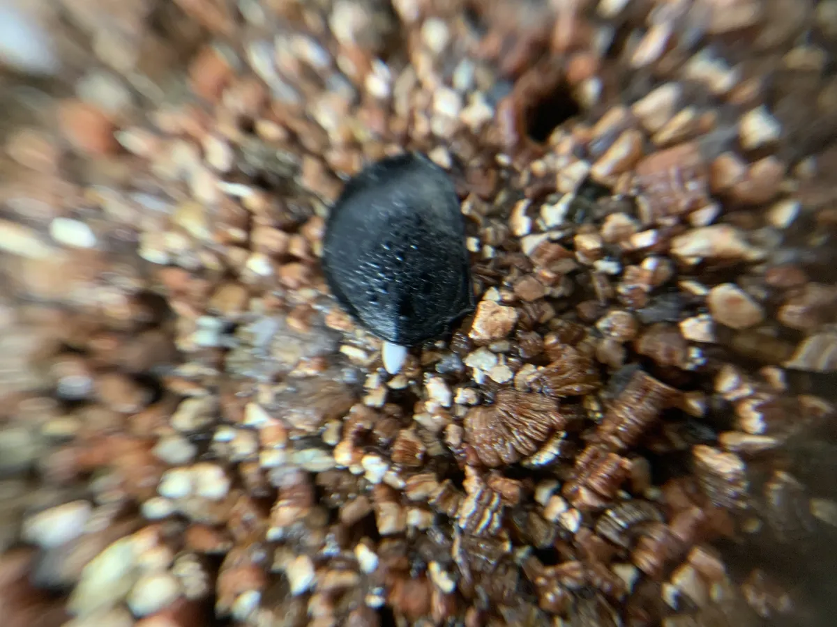 [チャレンジ種子] アガベ シャウィ（発芽難） Agave shawii subsp. shawii (発芽難)