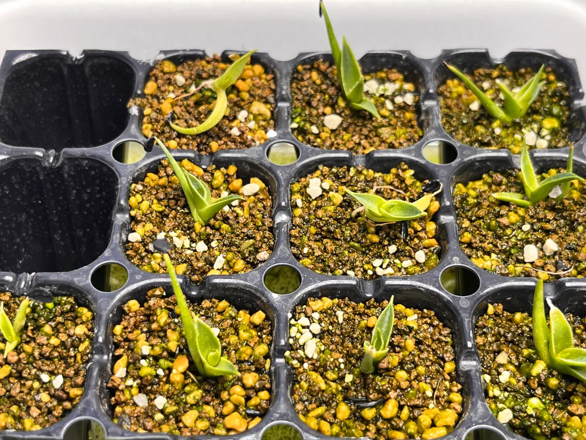  アガベ エボリスピナ ヴェガス 2023 Agave utahensis var. eborispina 'Vegas' Lot.2023