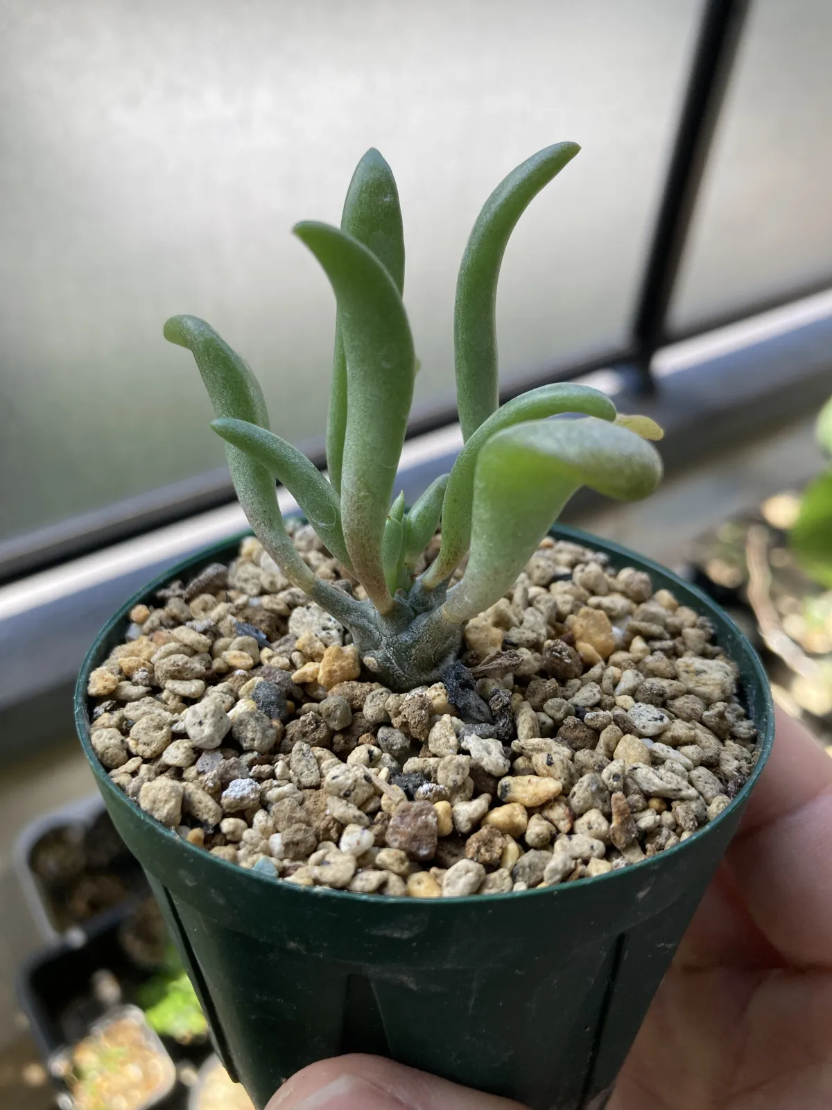 Tylecodon wallichii (ティレコドン ワリチー)