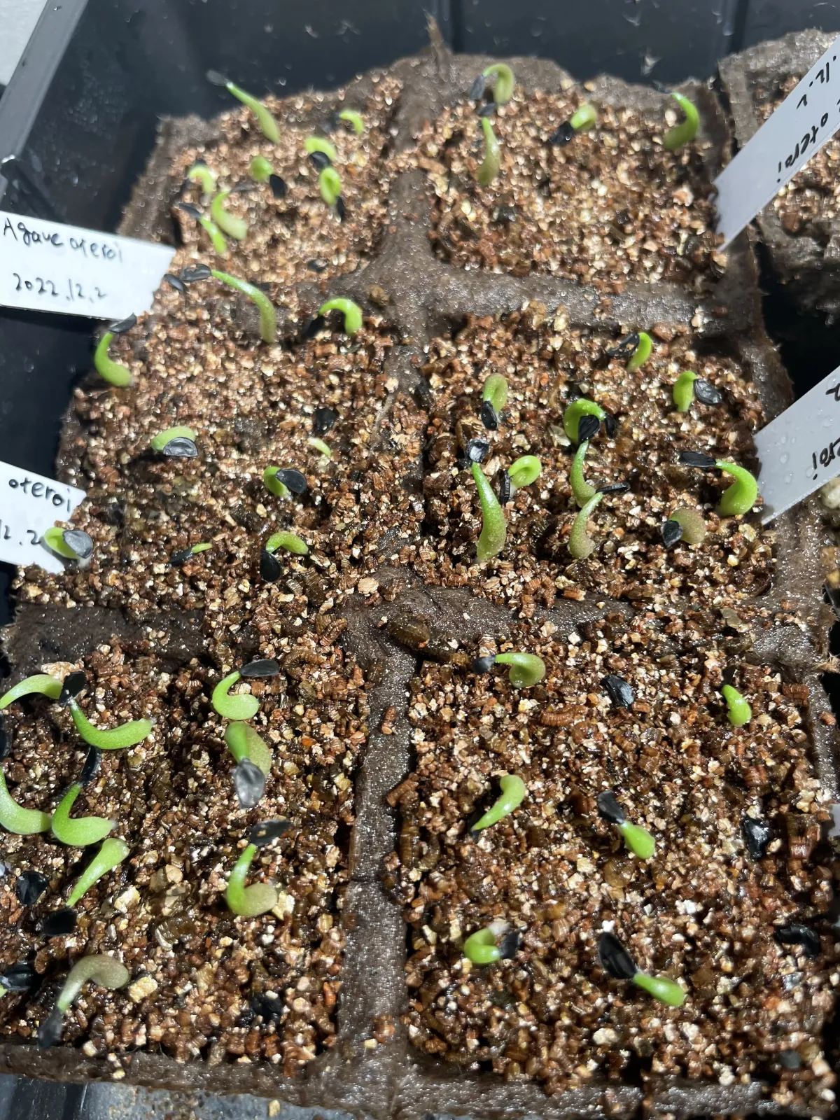 Agave oteroi (アガベ オテロイ)