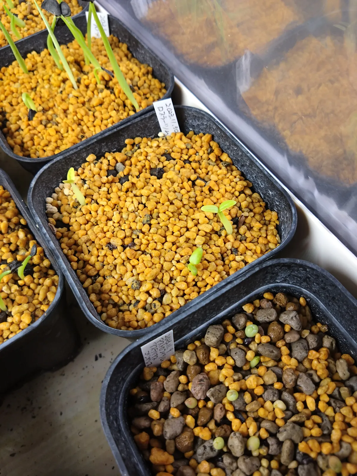 Pachypodium rosulatum ssp. rosulatum (パキポディウム ロスラーツム)