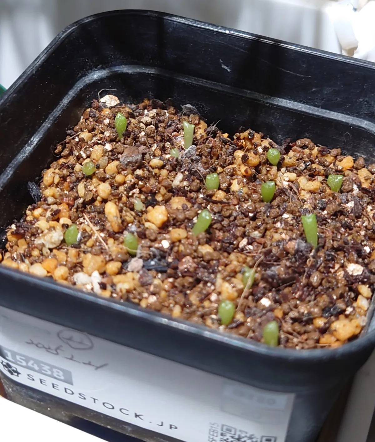 Espostoa nana (エスポストア ナナ)