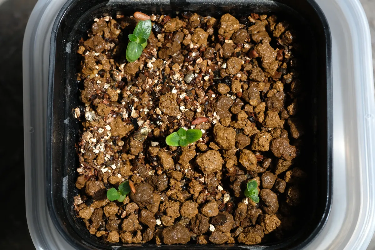 Pachypodium brevicaule subsp. leucoxanthum (パキポディウム レウコキサンツム)