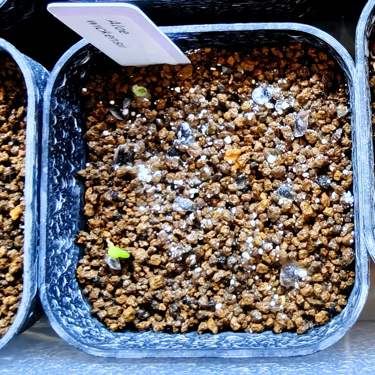 Aloe wickensii (アロエ ウィッケンシー)