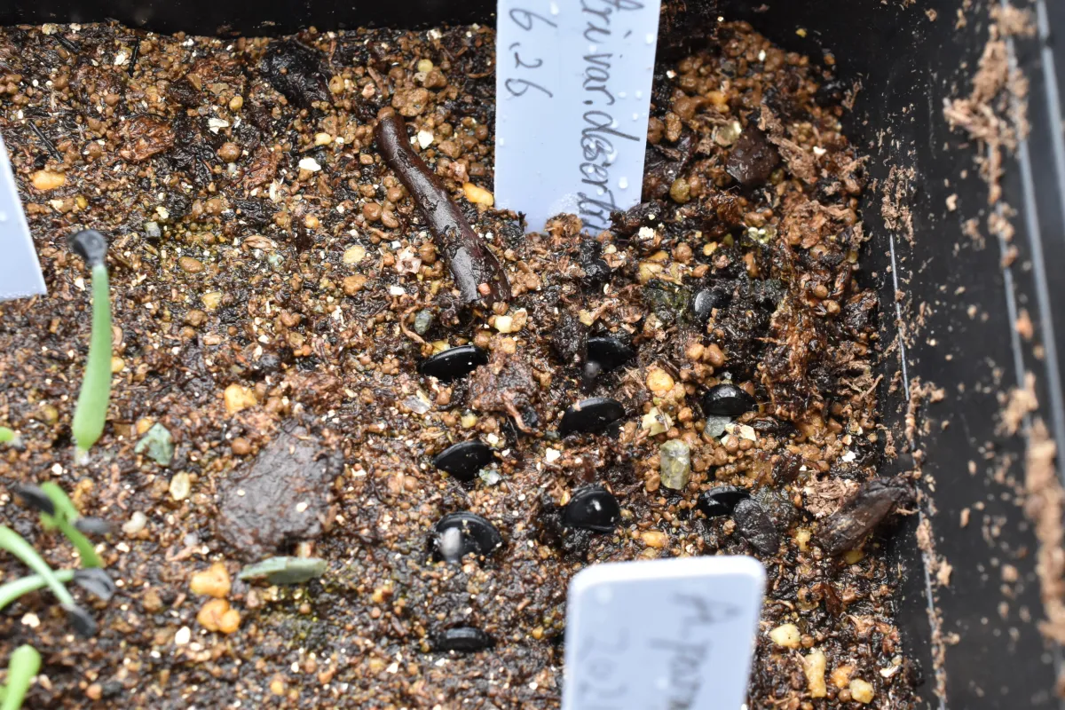 Agave deserti var. deserti (アガベ デザーティ)