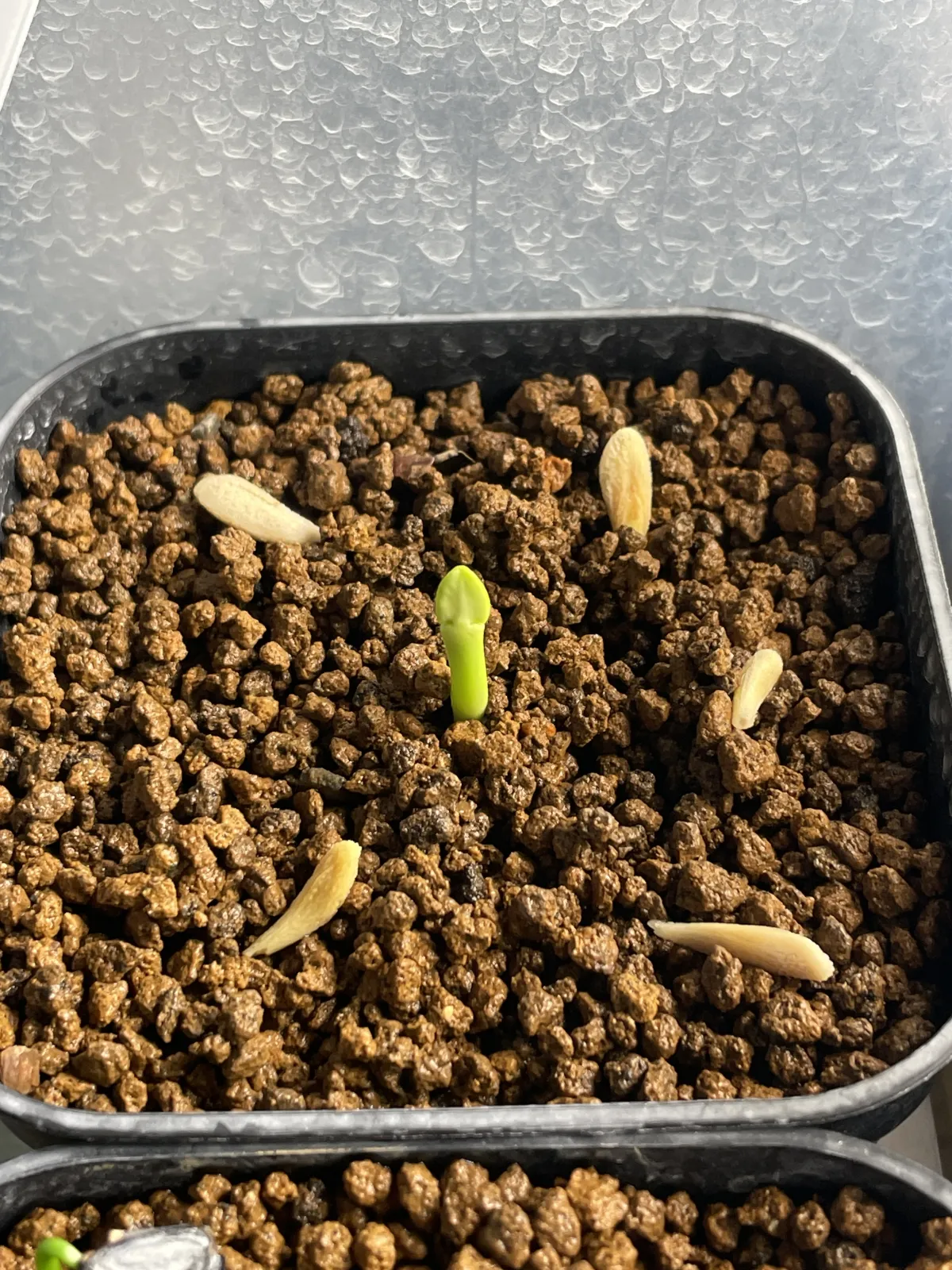 Pachypodium menabeum (パキポディウム メナベウム)