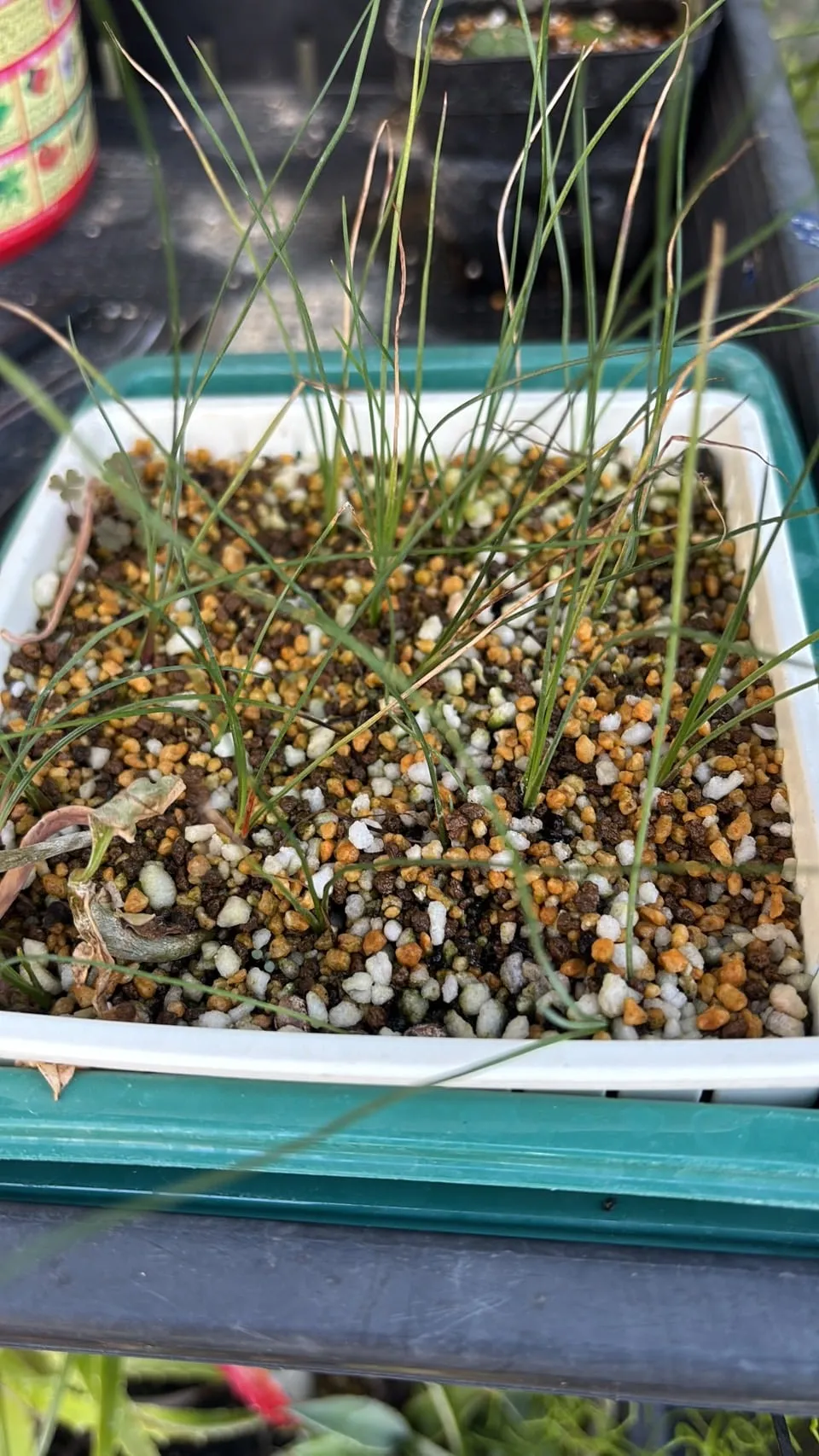 Dasylirion longissimum var. longissimum (ダシリリオン ロンギシマム)