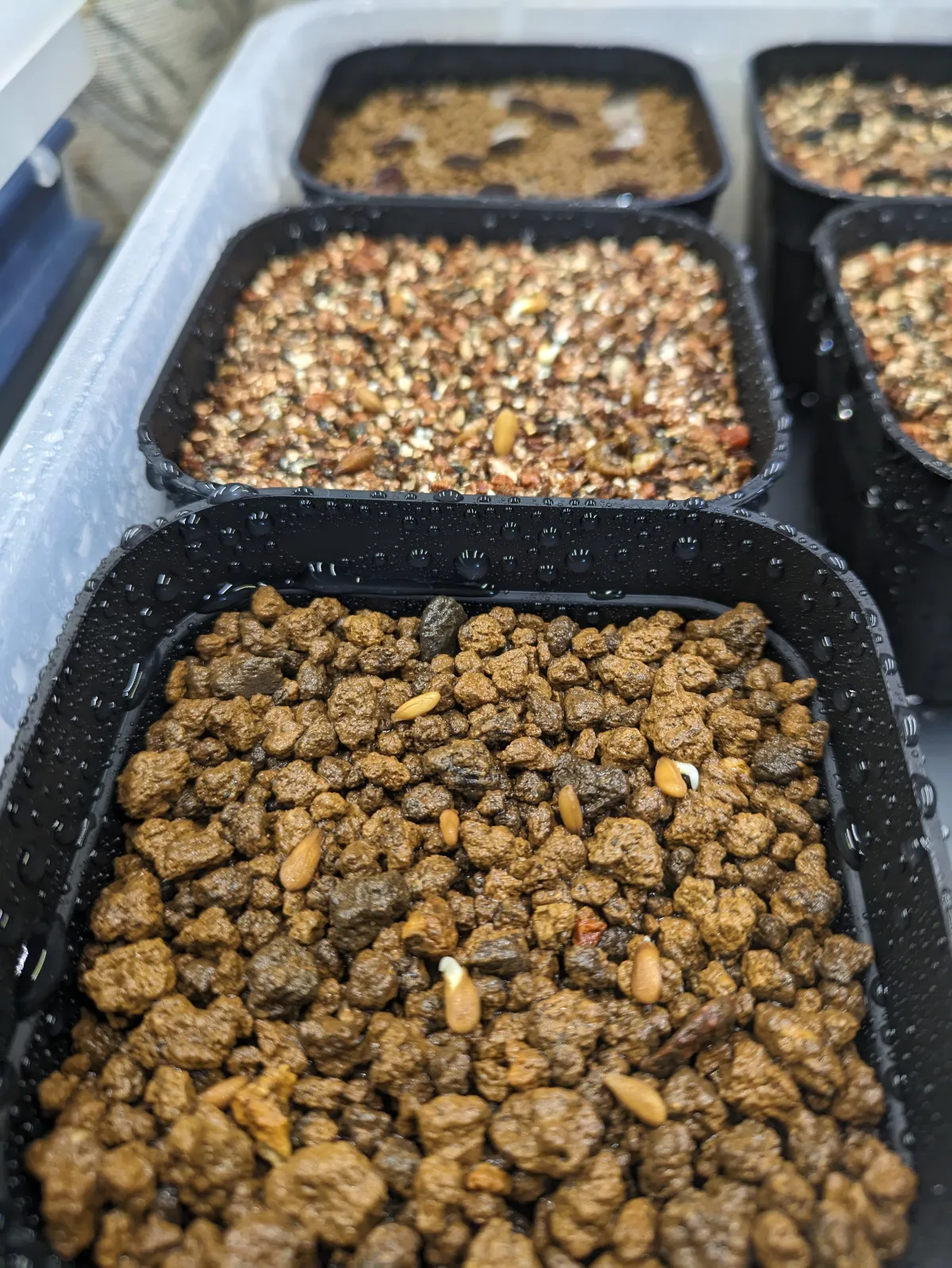 Pachypodium succulentum (パキポディウム サキュレンタム 天馬空)