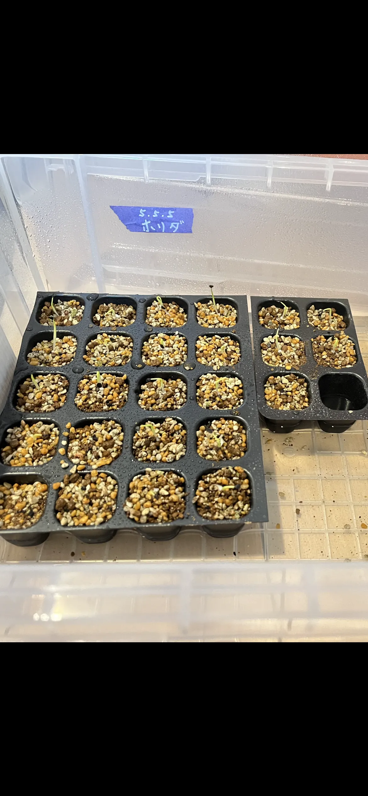 Agave horrida ssp. horrida (アガベ ホリダ)