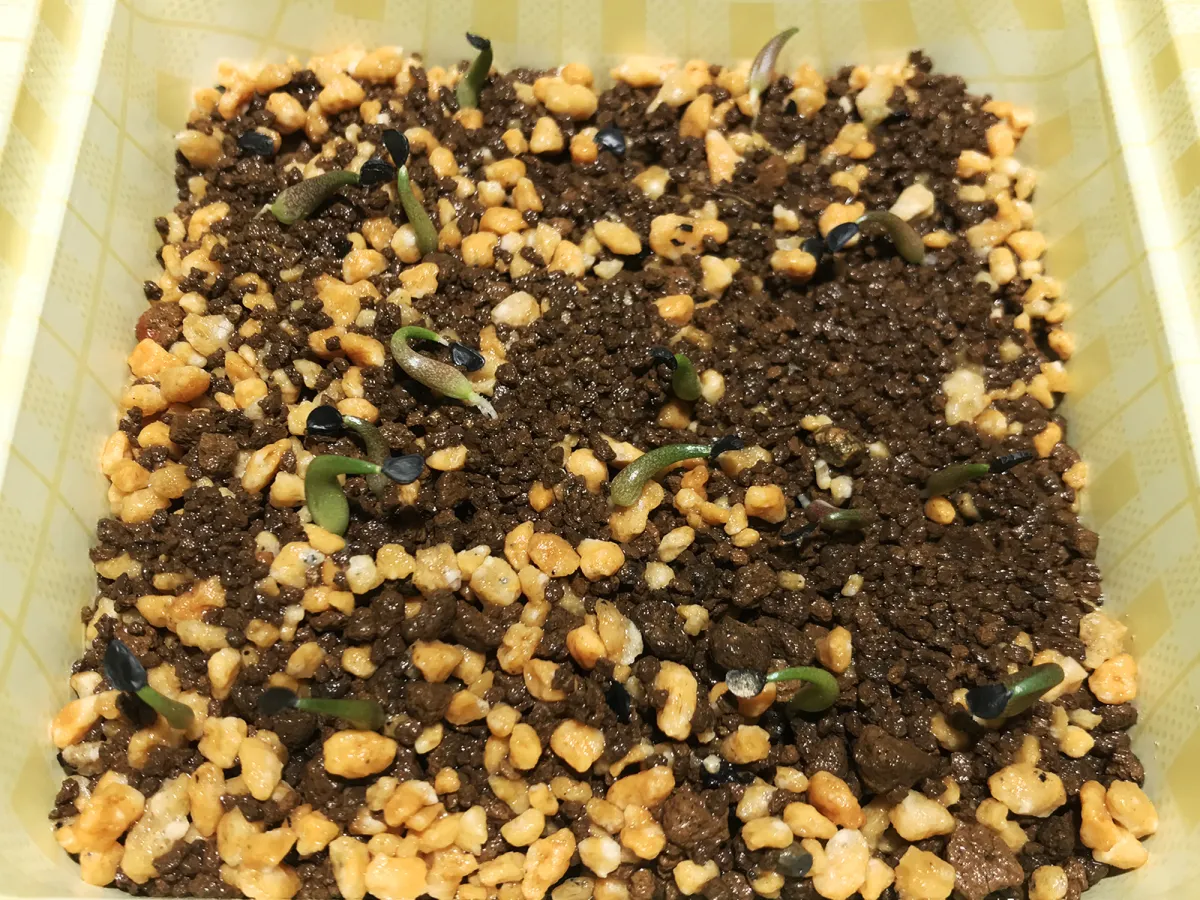 Agave oteroi (アガベ オテロイ)