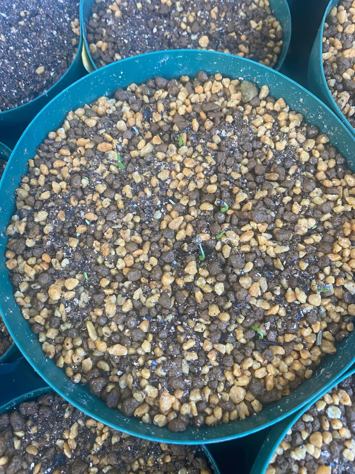 Agave utahensis var. eborispina 'Vegas' (アガベ エボリスピナ ヴェガス)