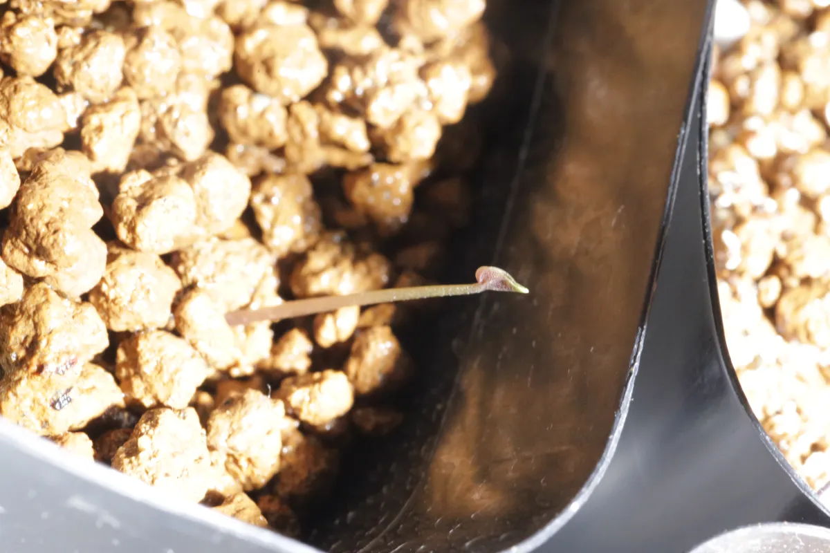 Dioscorea elephantipes (ディオスコレア エレファンティペス2023F)