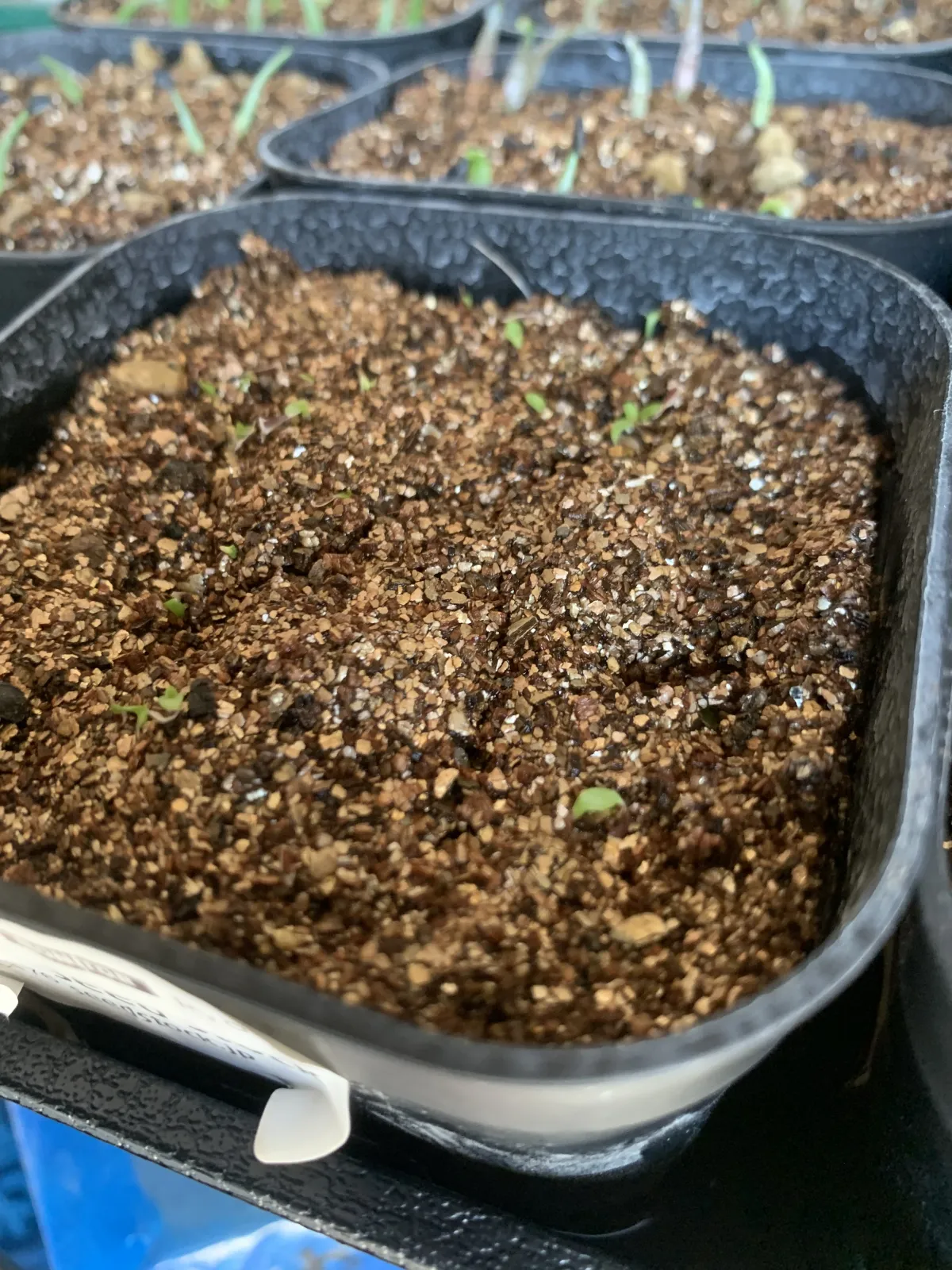 Puya mirabilis (プヤ ミラビリス)