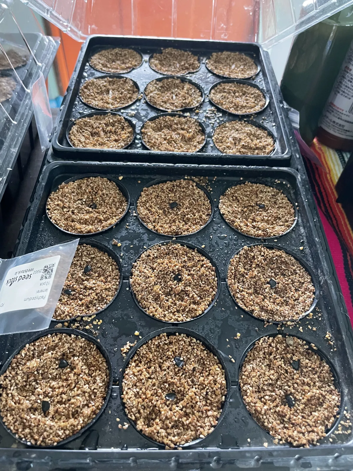 Agave utahensis var. eborispina (アガベ エボリスピナ)