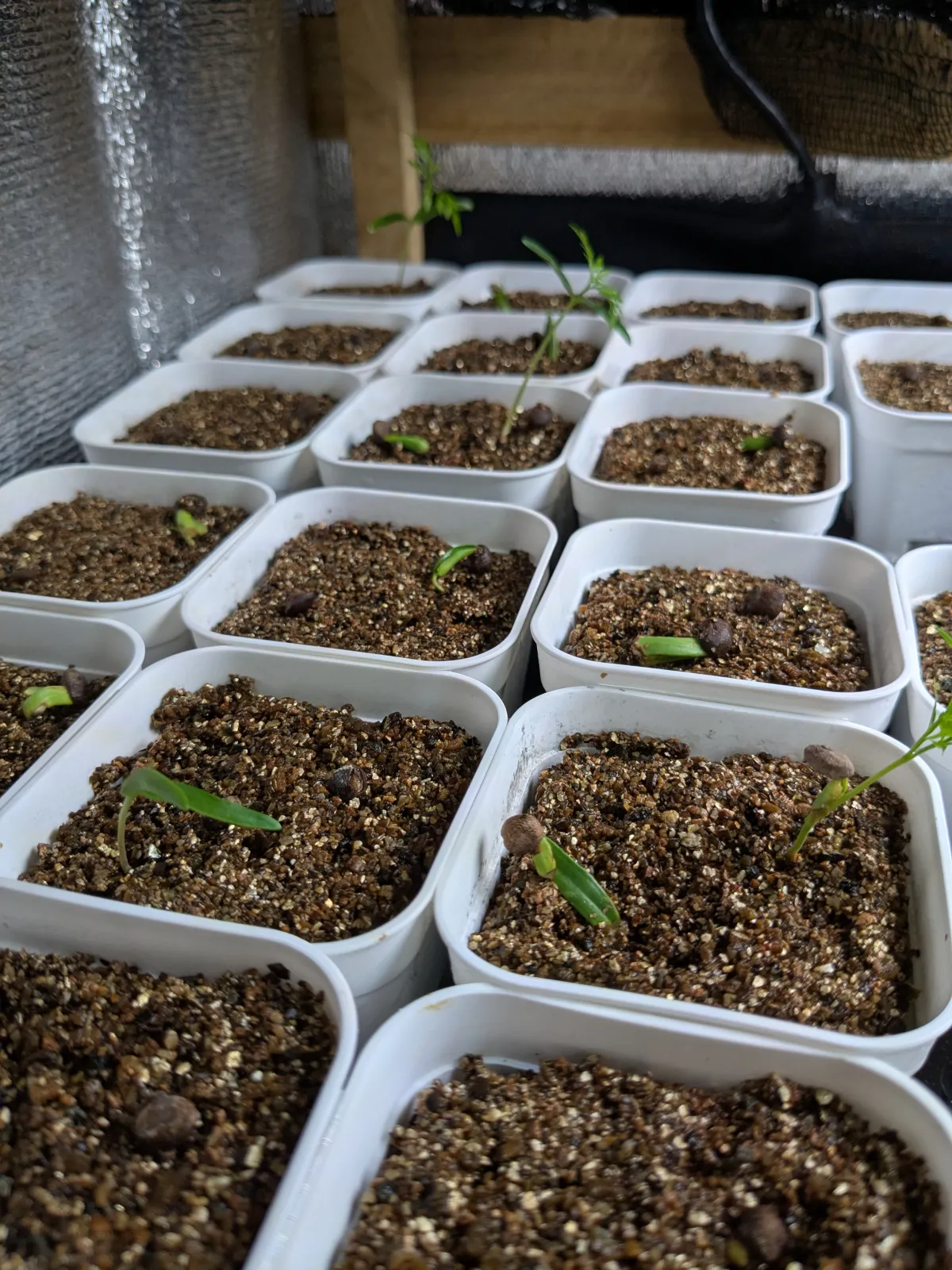 Operculicarya pachypus (オペルクリカリア パキプス2025D)