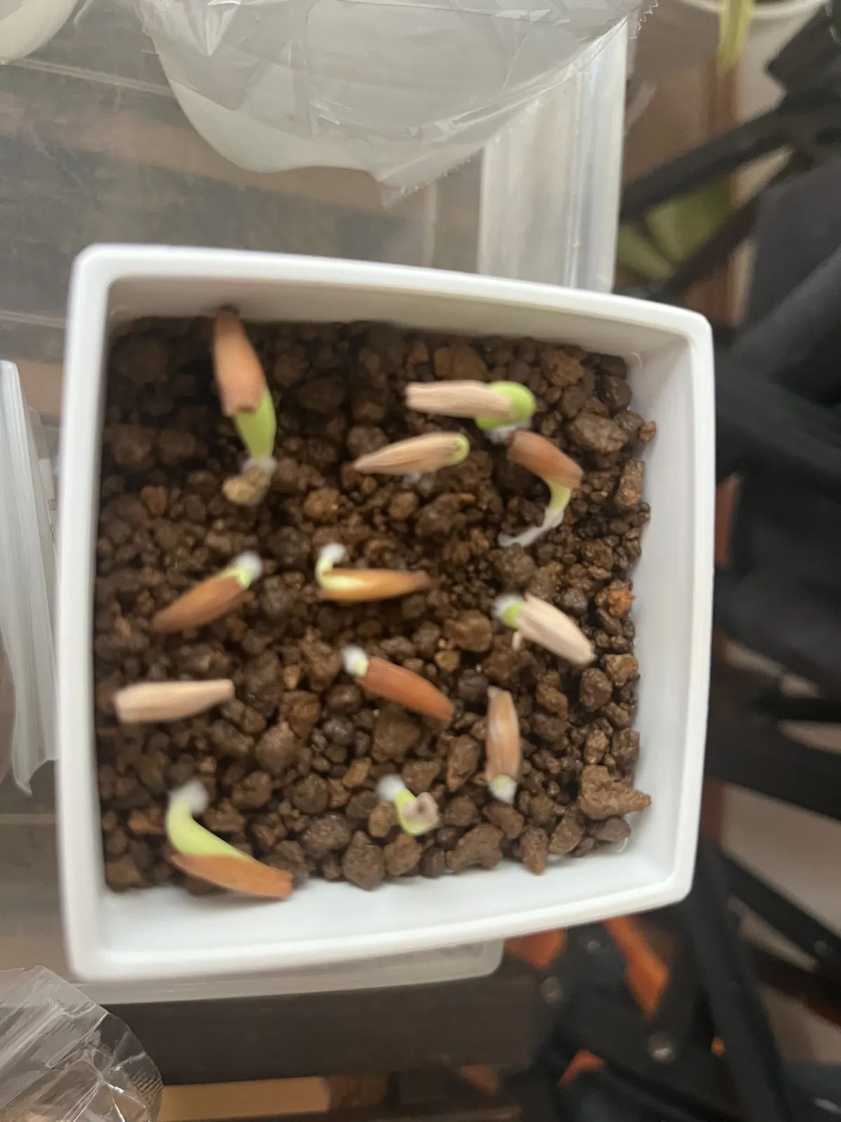 Adenium somalense (アデニウム ソマレンセ)