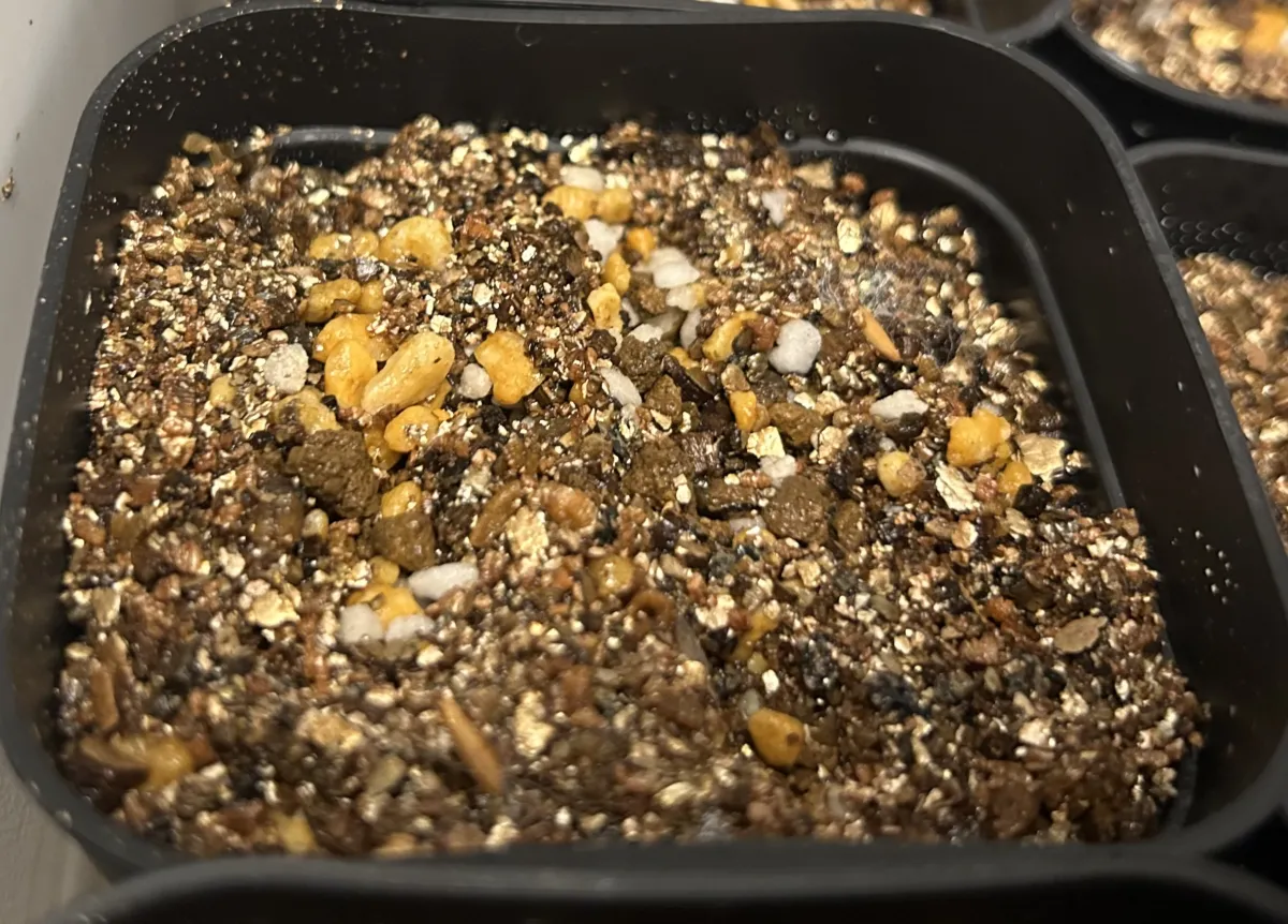 [無料種子] 発芽難 パキポディウム グラキリス　 Pachypodium rosulatum var. gracilius