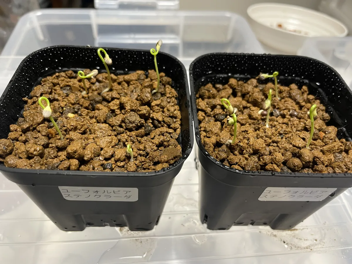 Euphorbia stenoclada subsp. stenoclada (ユーフォルビア ステノクラーダ)