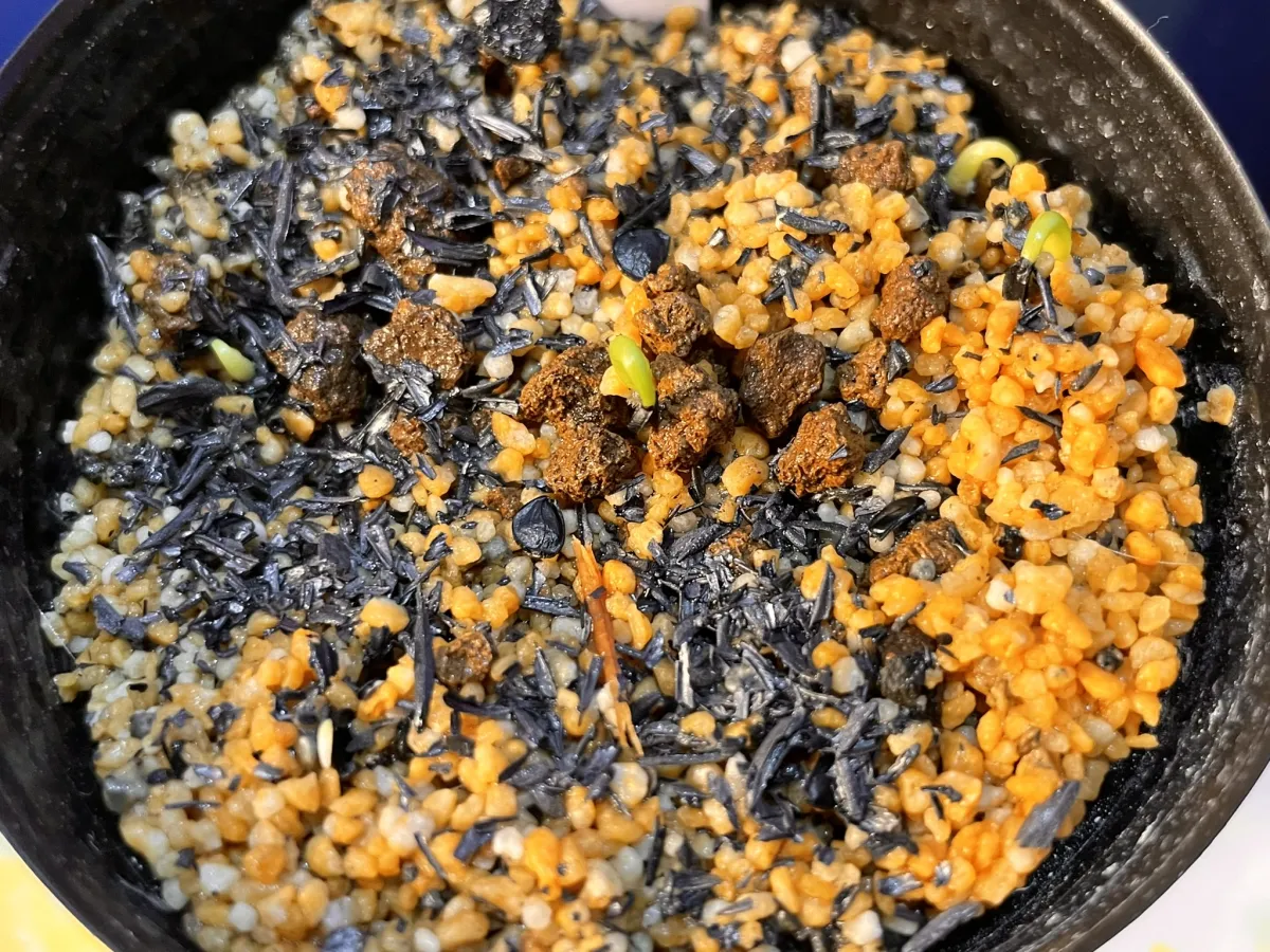 Agave horrida ssp. horrida (アガベ ホリダ)