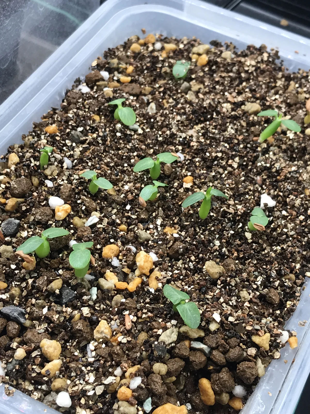 Pachypodium brevicaule subsp. leucoxanthum (パキポディウム レウコキサンツム)