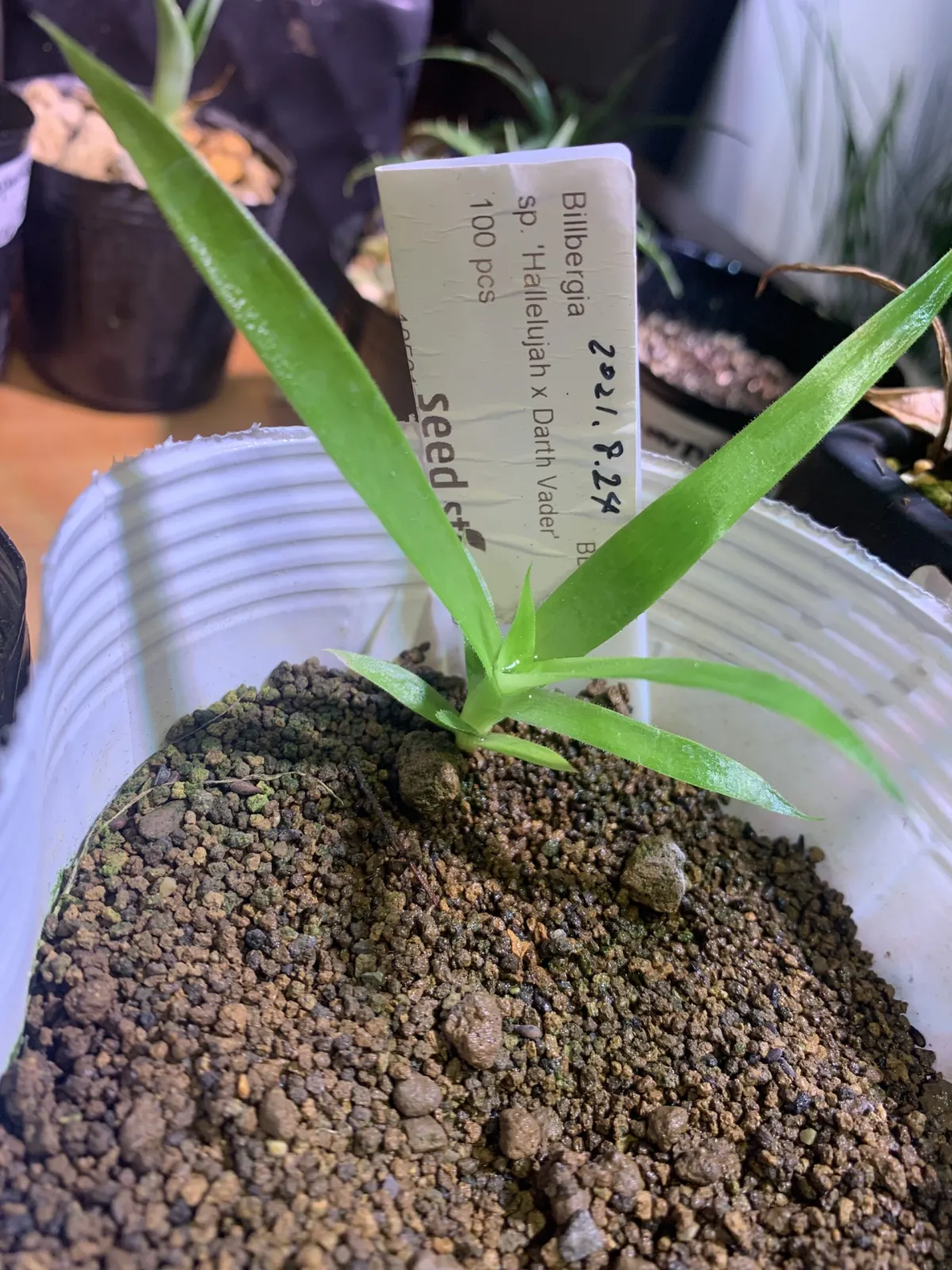 Billbergia Billbergia sp. Hallelujah x Darth Vader (ビルベルギア ハレルヤxダースベイダー)