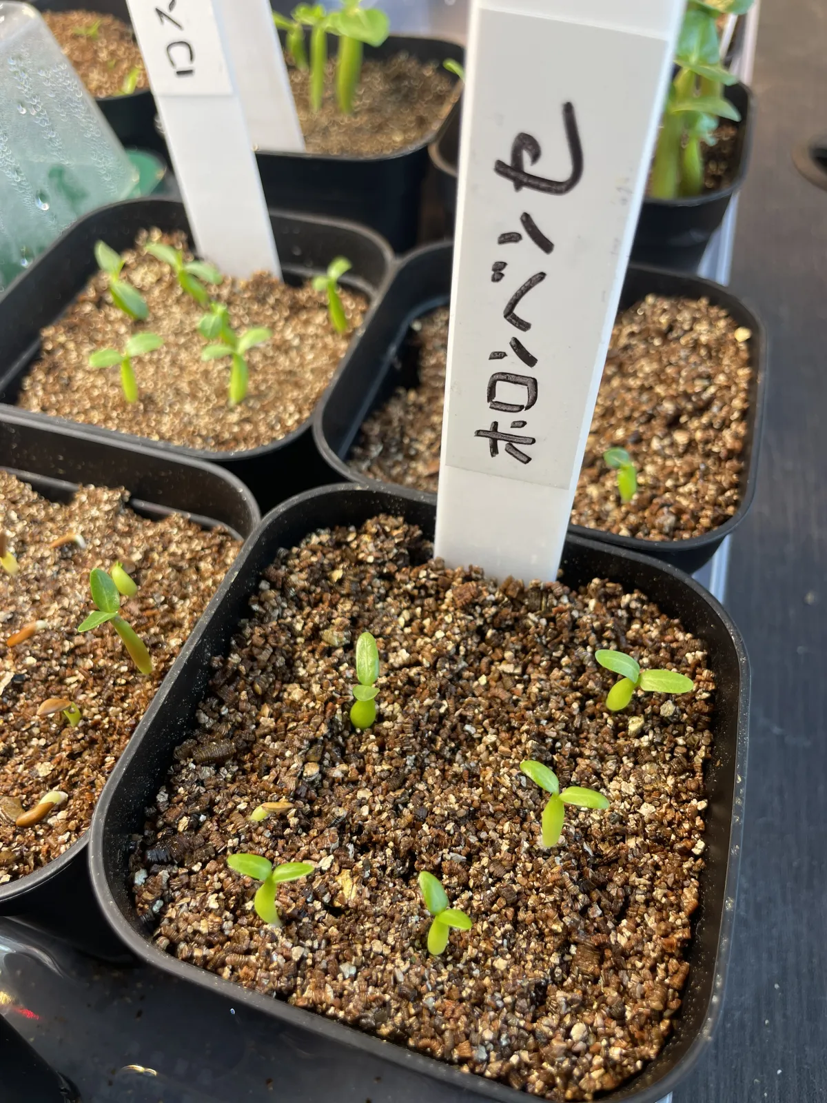 Pachypodium horombense (パキポディウム ホロンベンセ)