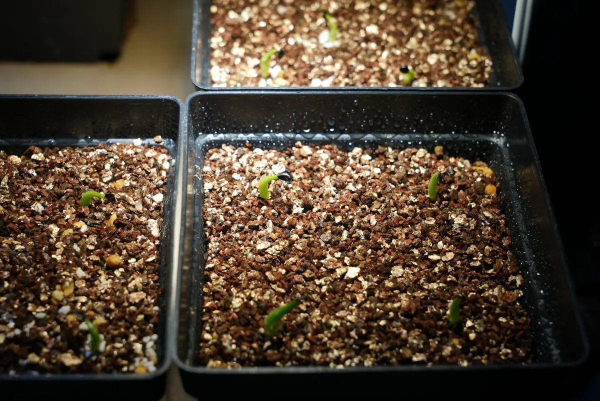 Agave victoriae-reginae Compacta (アガベ ビクトリアレジーナコンパクト)