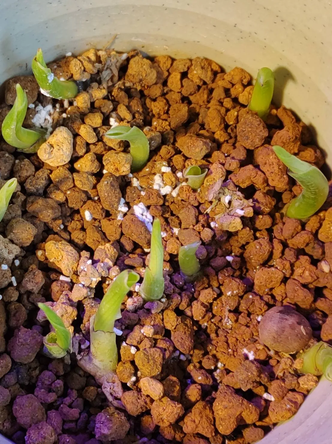 Strelitzia reginae (ストレリチア レジーナ)