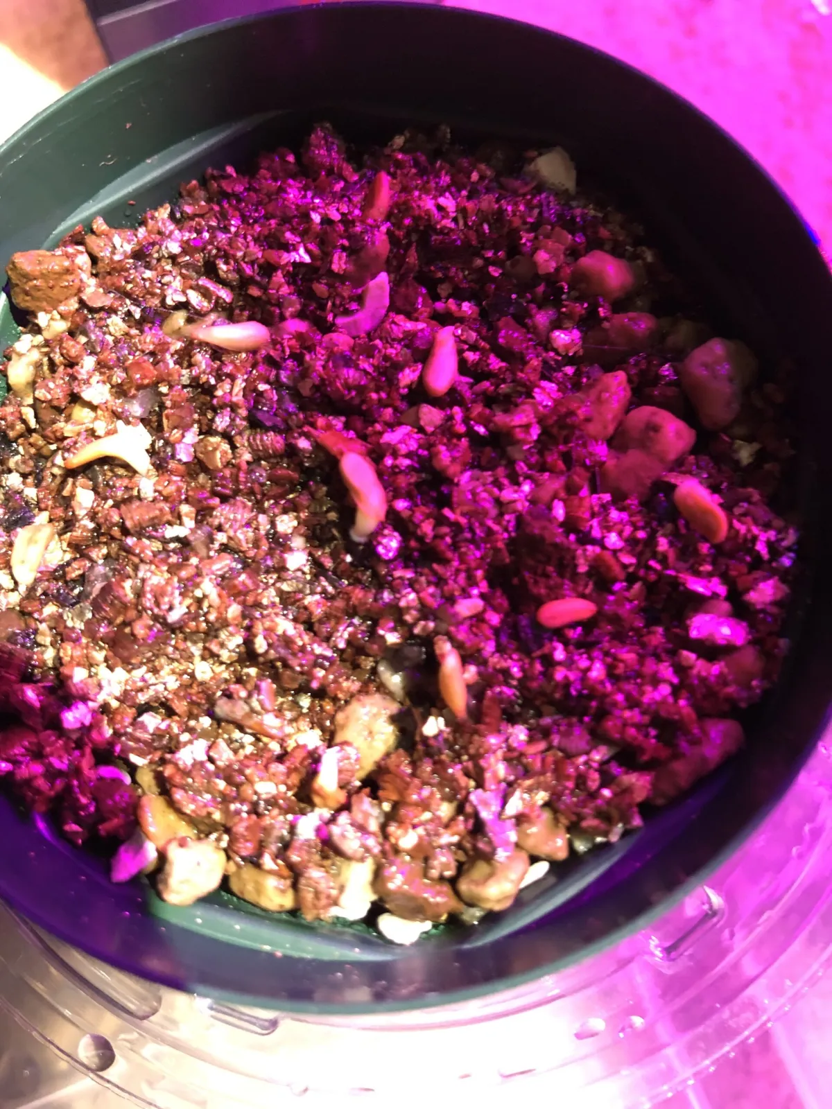 Pachypodium rosulatum var. eburneum (パキポディウム エブレネウム)