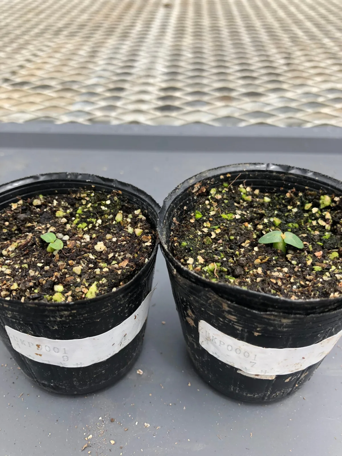 Pachypodium brevicaule subsp. leucoxanthum (パキポディウム レウコキサンツム)