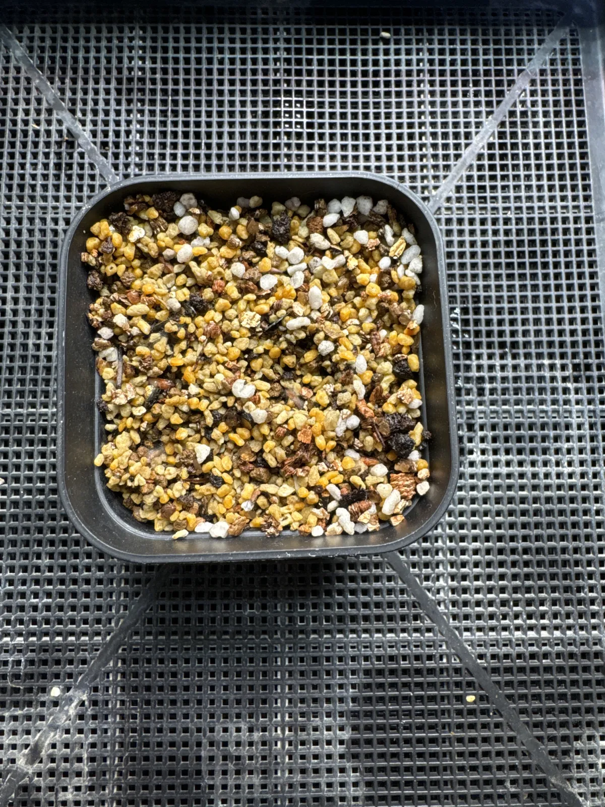 [無料種子] 発芽難 パキポディウム グラキリス　 Pachypodium rosulatum var. gracilius