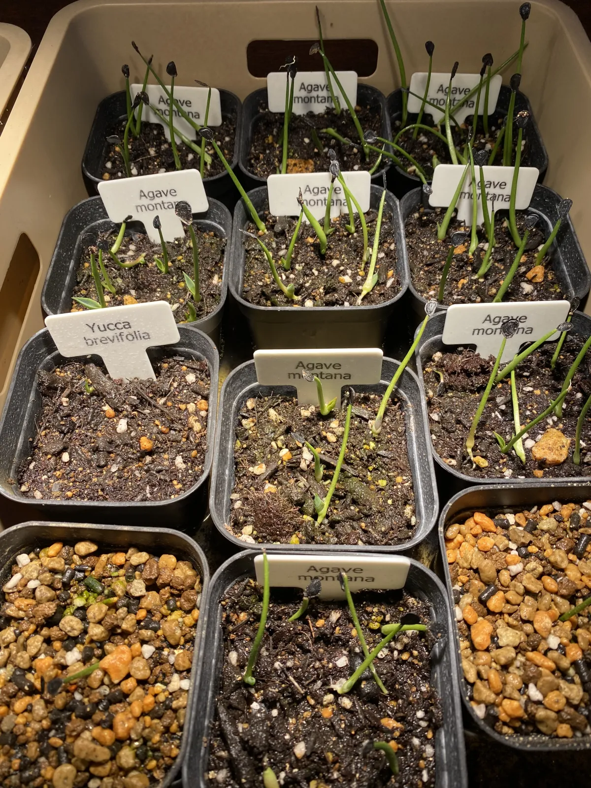 Agave montana (アガベ モンタナ)