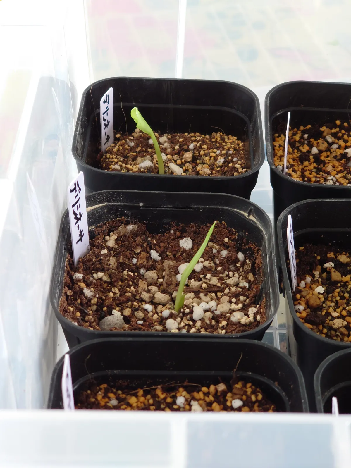 Monstera deliciosa (モンステラ デリシオーサ)