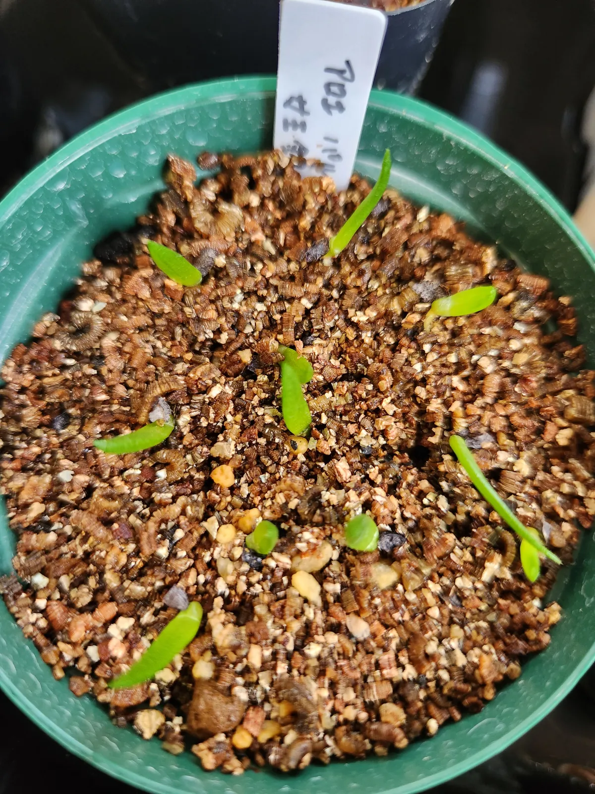 Aloe parvula (アロエ パルブラ 女王錦)