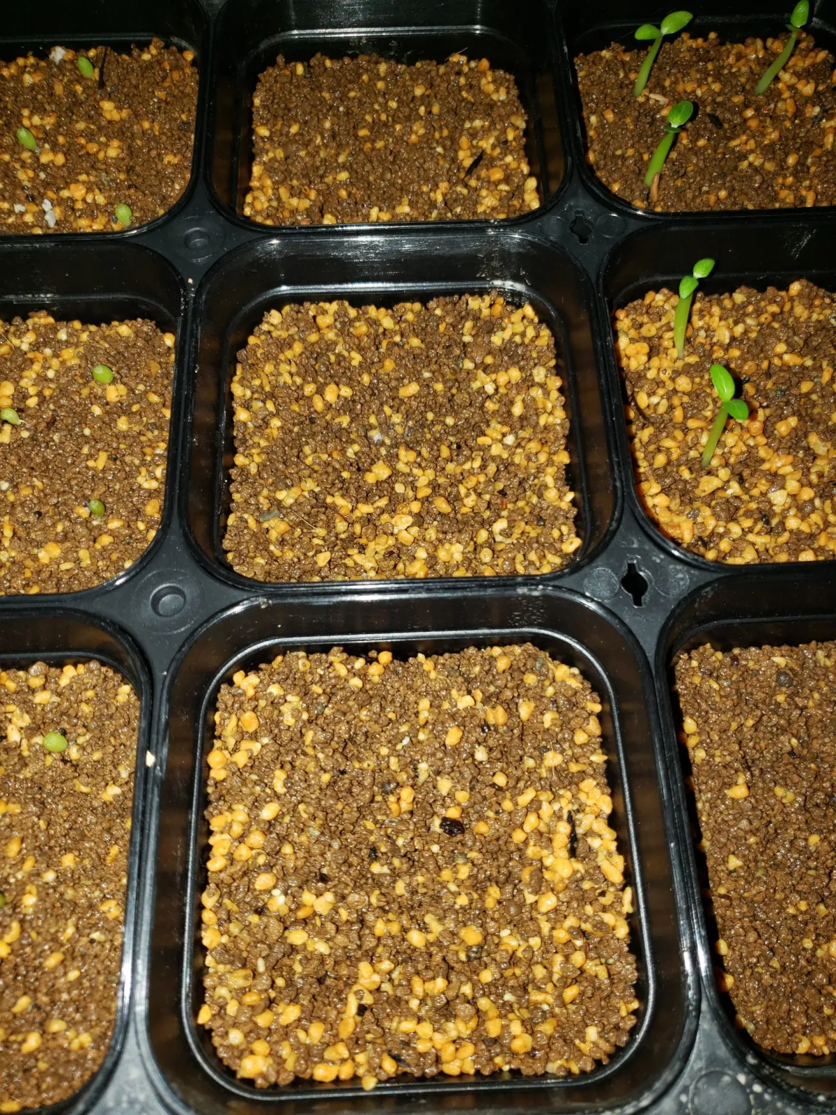 Pachypodium brevicaule ssp. brevicaule [モニター種子]