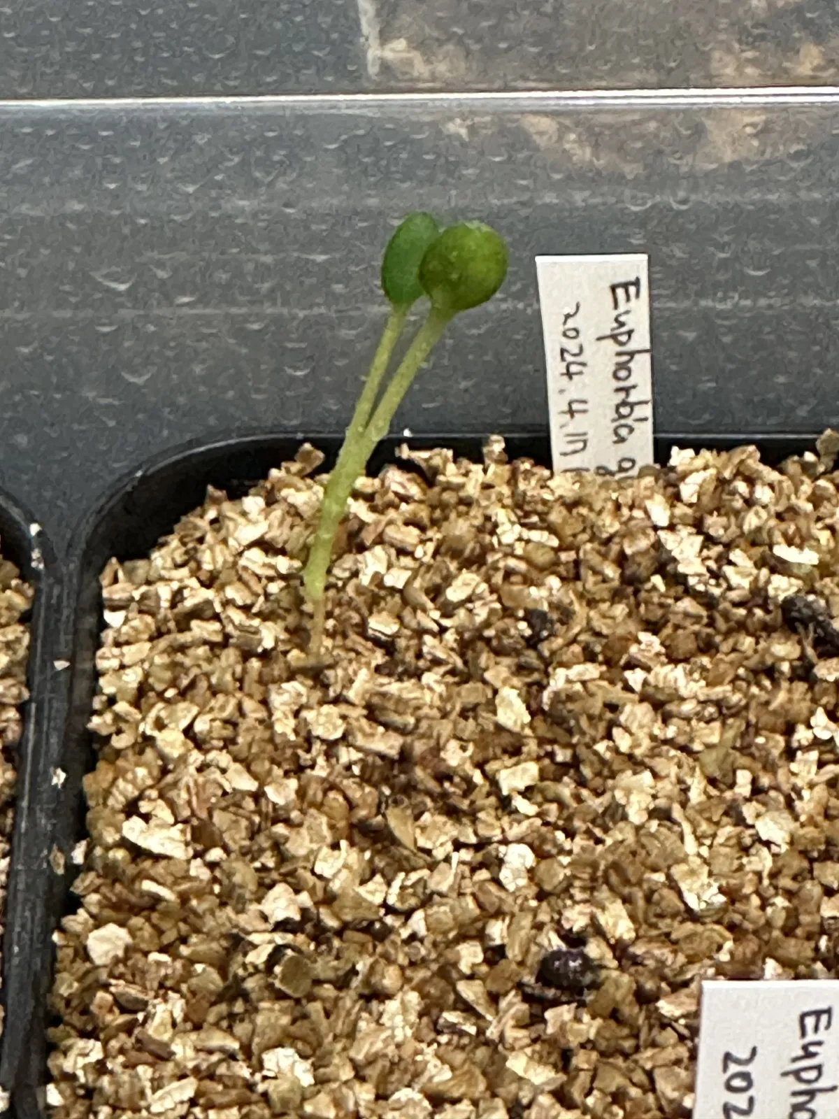 Euphorbia guillauminiana (ユーフォルビア ギラウミニアナ)