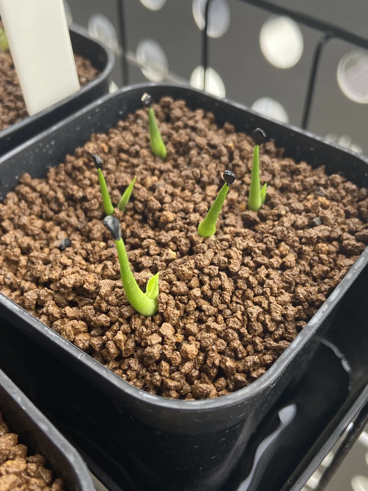 Agave utahensis var. eborispina (アガベ エボリスピナ)