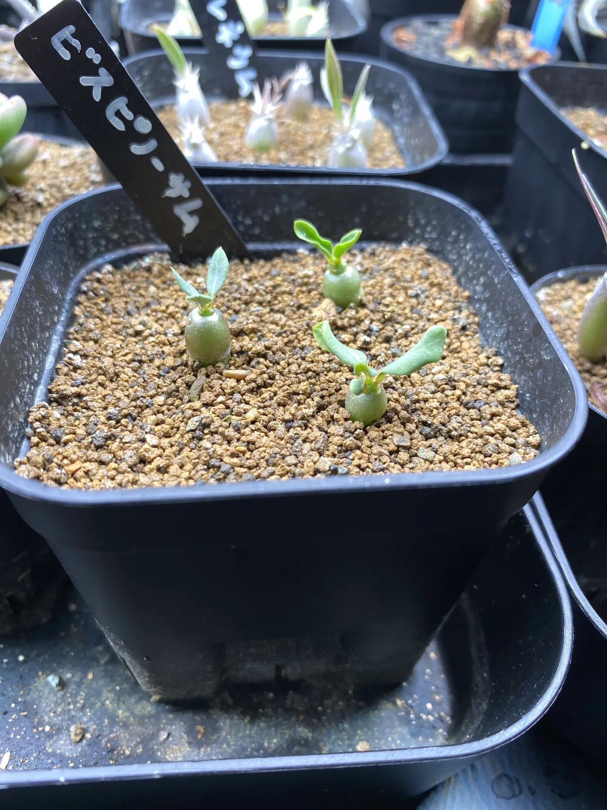 Pachypodium bispinosum (パキポディウム ビスピノーサム)