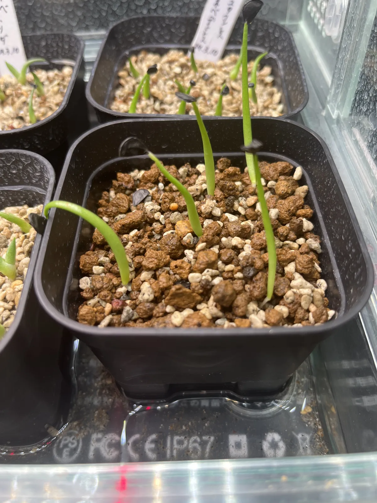 Agave gigantensis (アガベ ギガンテンシス)