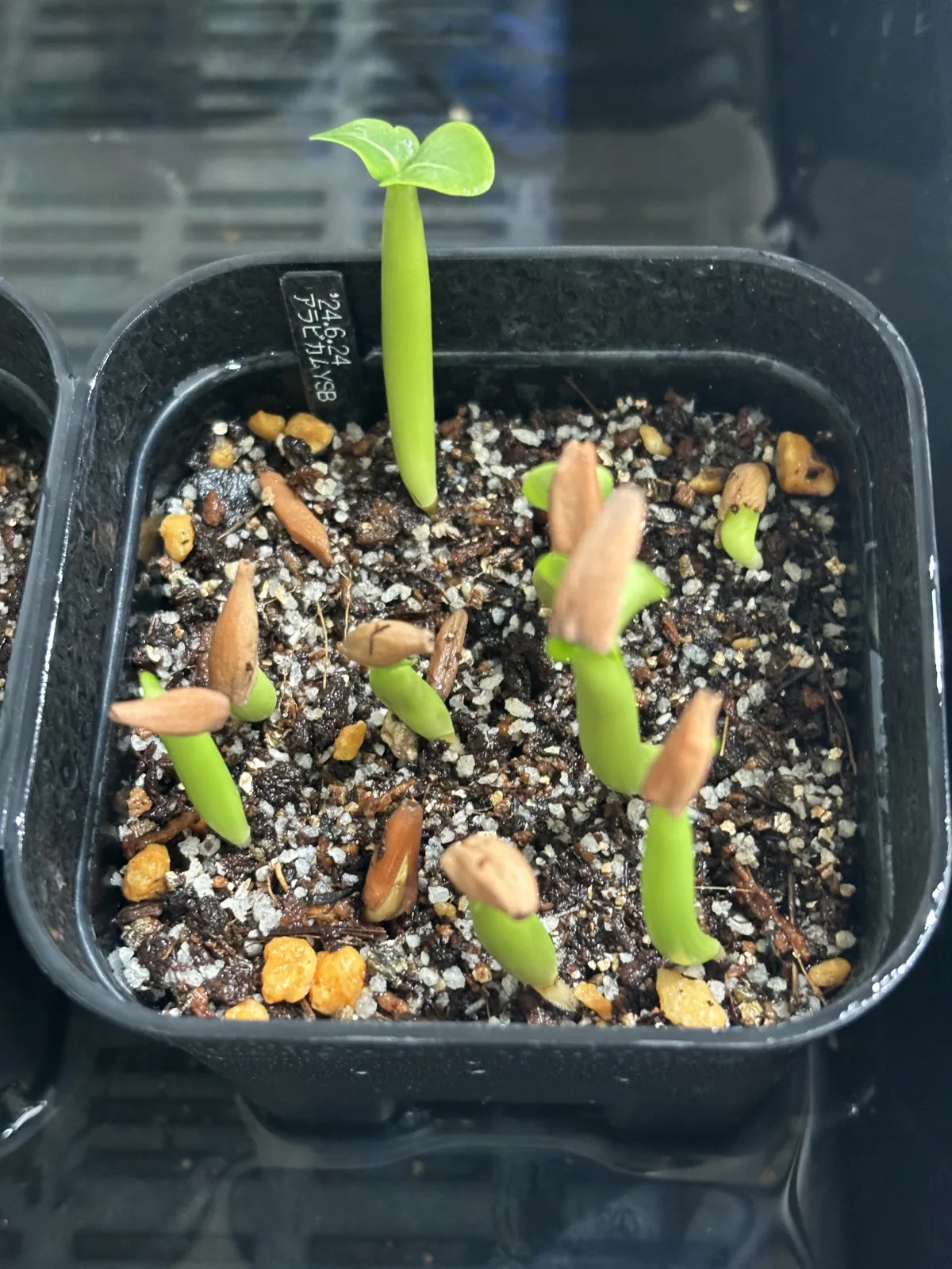 Adenium arabicum (アデニウム アラビカム)