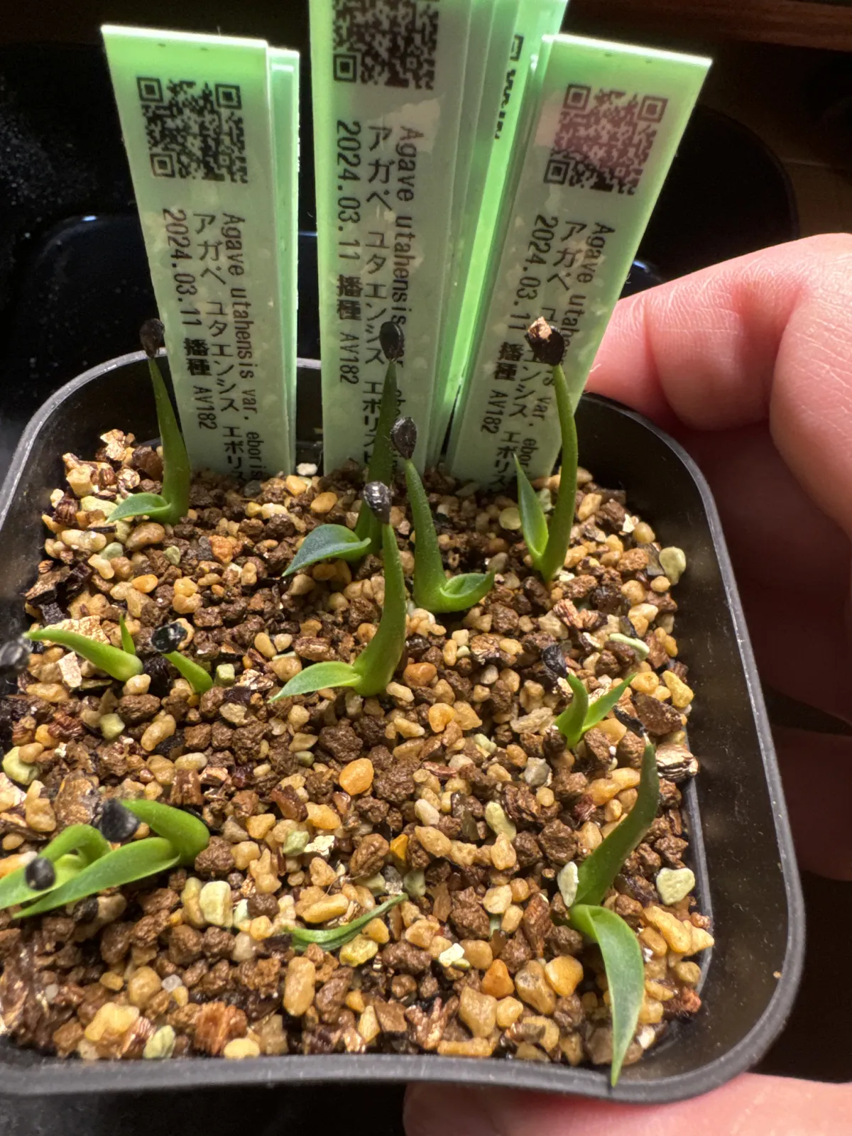 Agave utahensis var. eborispina (アガベ エボリスピナ)